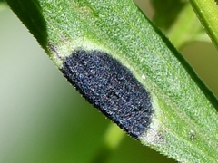 Asteromyia euthamiae