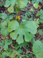 Sanguinaria canadensis