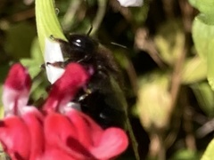 Xylocopa sonorina