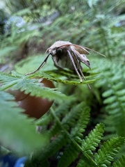 Mythimna unipuncta