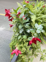 Mandevilla