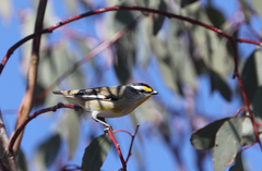 Pardalotus striatus