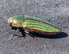 Buprestis aurulenta