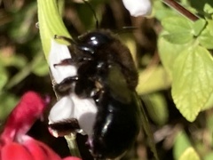 Xylocopa sonorina