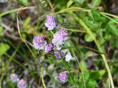 Polygala sanguinea