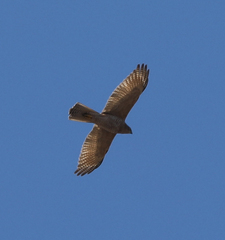 Accipiter fasciatus