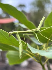 Stagmomantis carolina