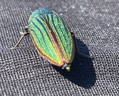 Buprestis aurulenta