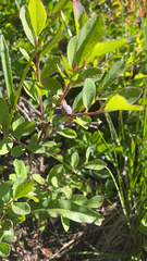 Vaccinium cespitosum