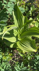 Veratrum