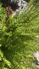 Athyrium americanum