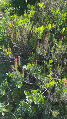 Phyllodoce empetriformis