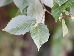 Betulaceae