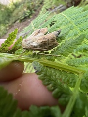 Mythimna unipuncta