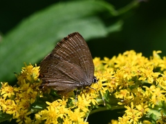Satyrium liparops