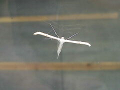 Emmelina monodactyla