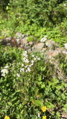 Valeriana sitchensis