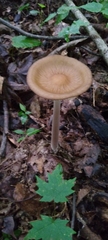 Oudemansiella