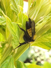 Bombus sonorus