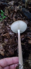 Oudemansiella