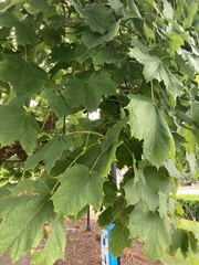 Acer platanoides