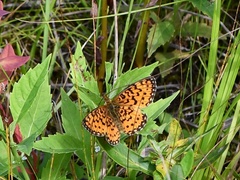 Boloria selene
