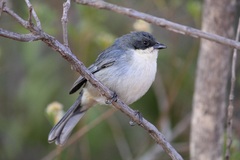 Microspingus cinereus