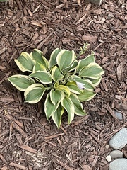 Hosta