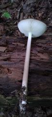 Oudemansiella