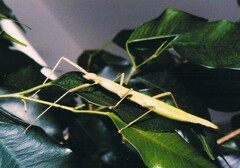 Macynia labiata