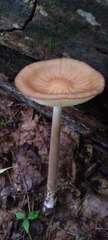 Oudemansiella