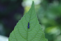 Cicadellinae