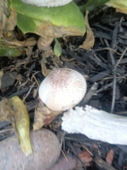 Leucoagaricus americanus