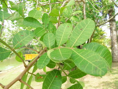 Schinus terebinthifolia