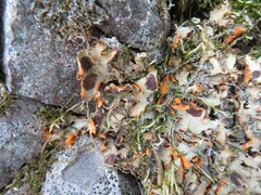 Solorina crocea