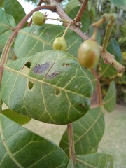 Schinus terebinthifolia