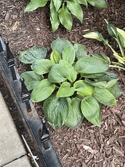 Hosta