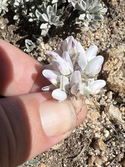 Lupinus lepidus