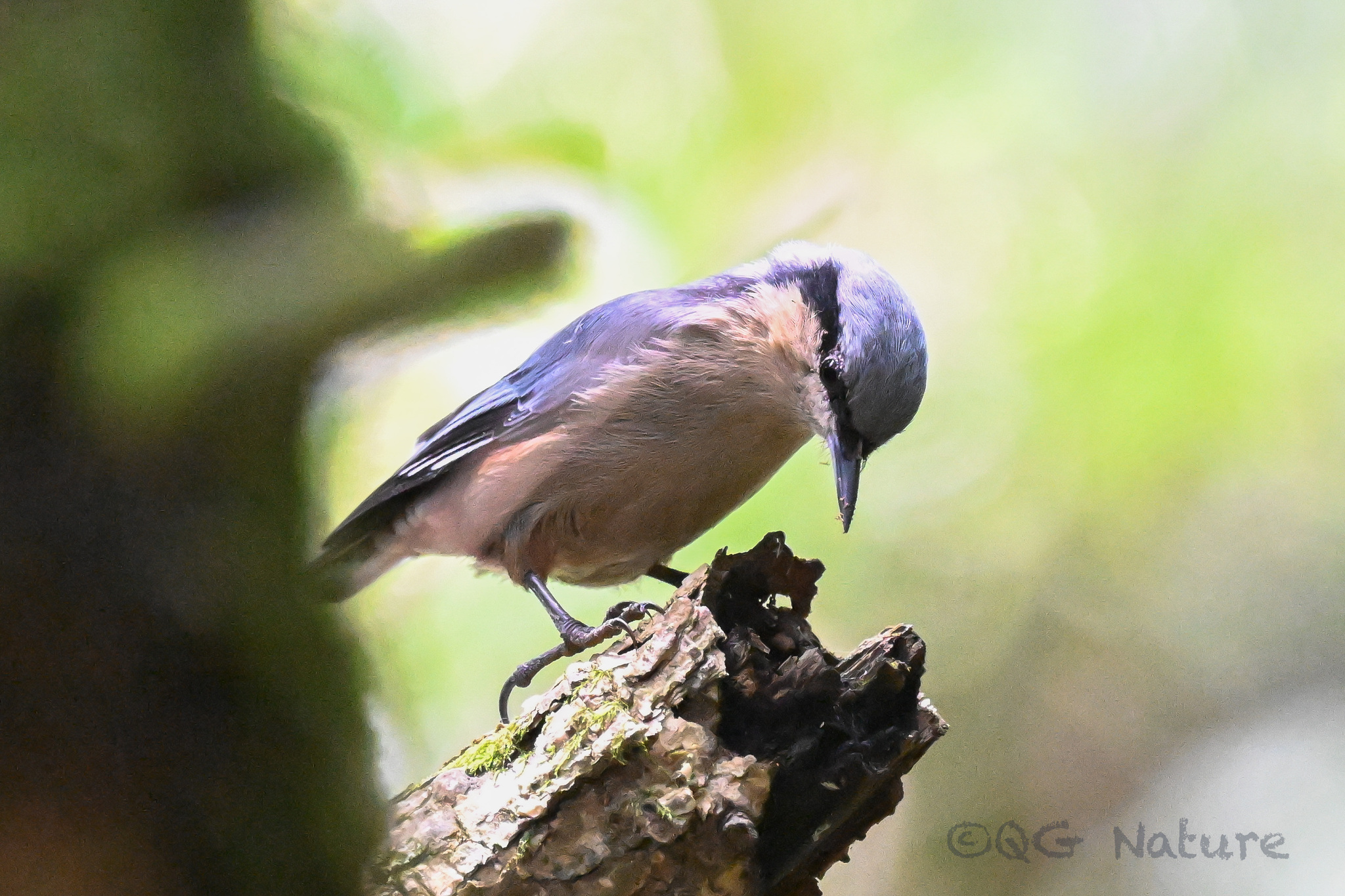 Chestnut-vented Nuthatch