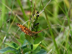 Boloria selene