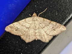 Macaria pinistrobata