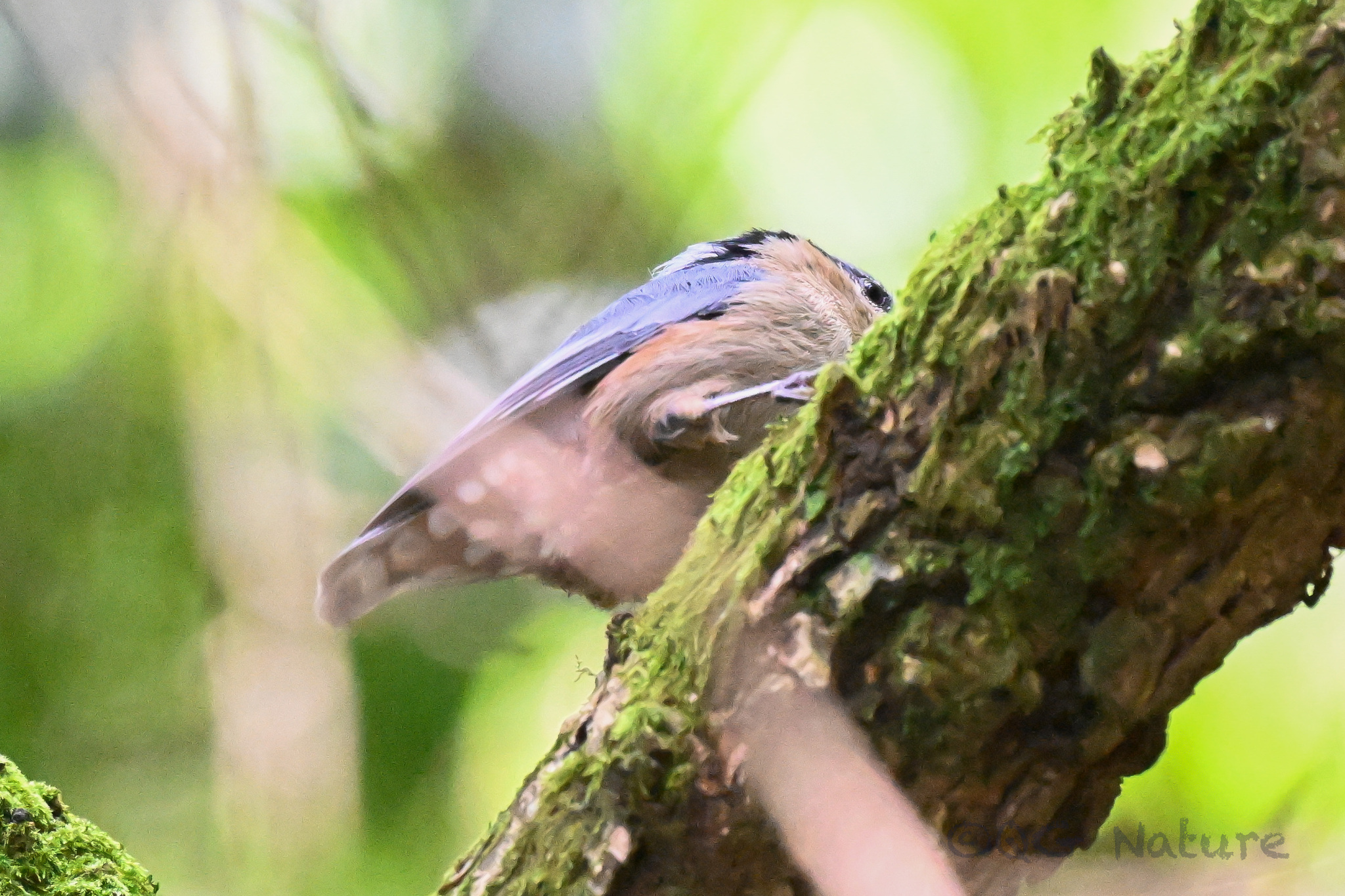 Chestnut-vented Nuthatch