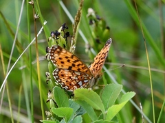 Boloria selene