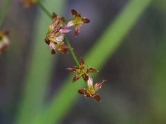 Juncus canadensis