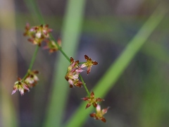 Juncus canadensis