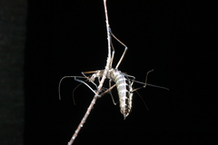 Anisomorpha buprestoides