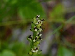 Platanthera flava herbiola