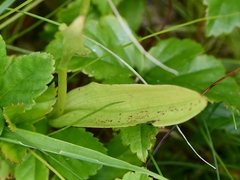 Platanthera flava herbiola