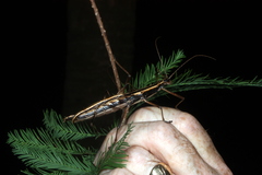 Anisomorpha buprestoides