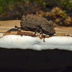 Bolitotherus cornutus
